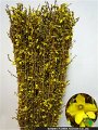 Forsythia suspensa Giant Rengyou